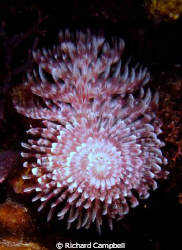 a rose by any other name---sealife dc1000 by Richard Campbell 